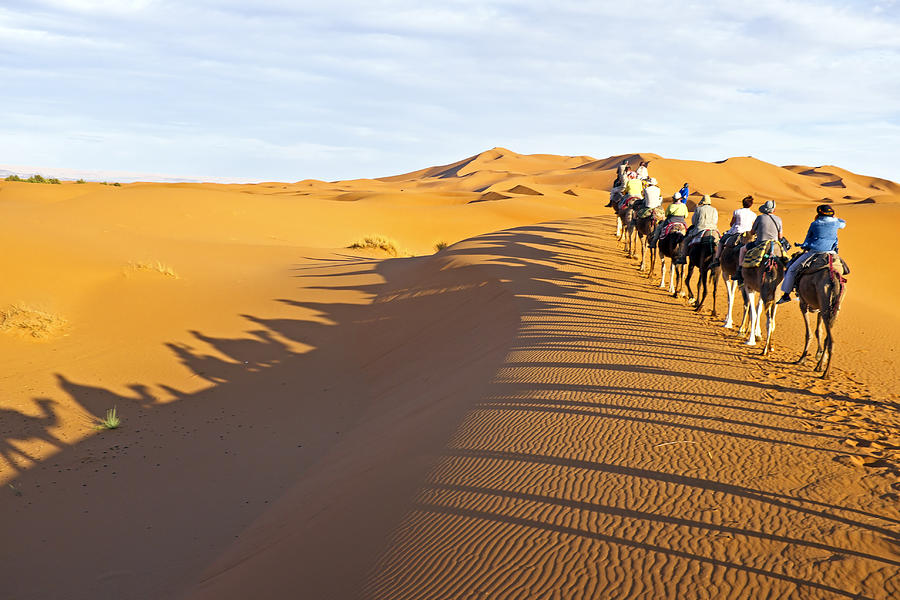 Camel Caravan Going Through The Sand Dunes In The Sahara ...