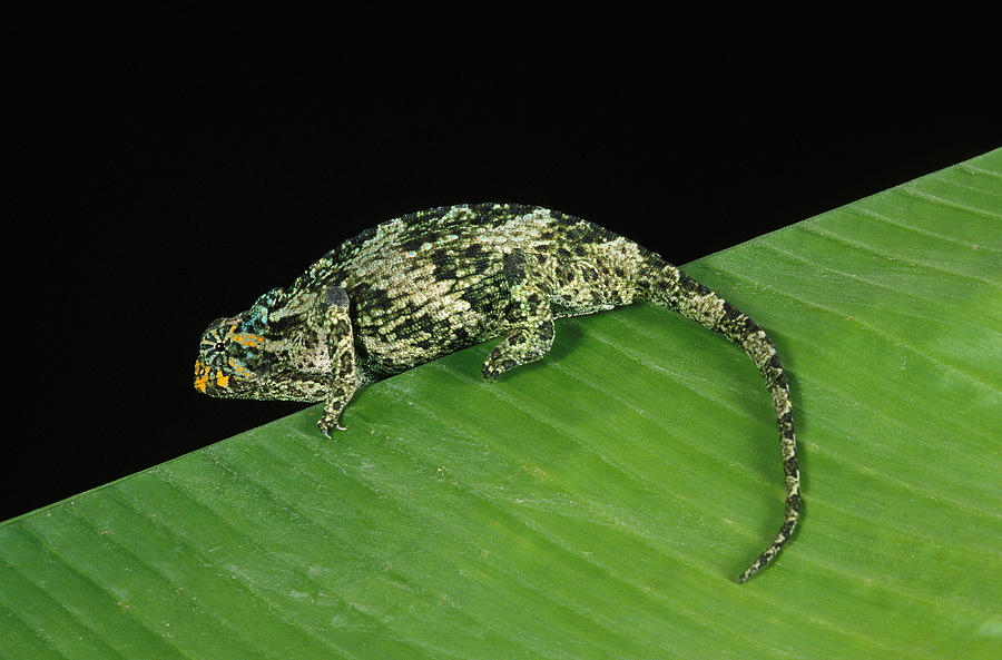 Cameleon De Jackson Chamaeleo Jacksoni Photograph by Gerard Lacz - Fine ...