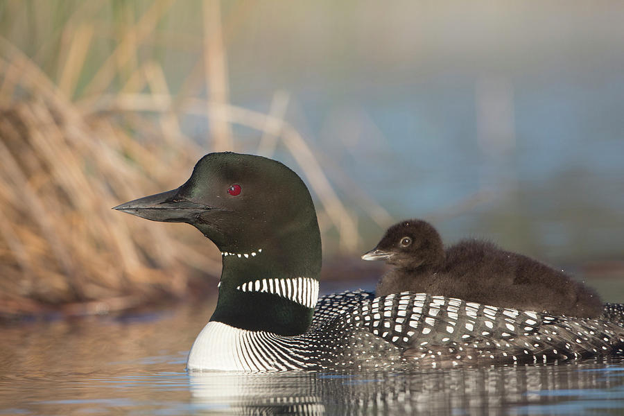 Loon Photograph - Canada, British Columbia #6 by Gary Luhm