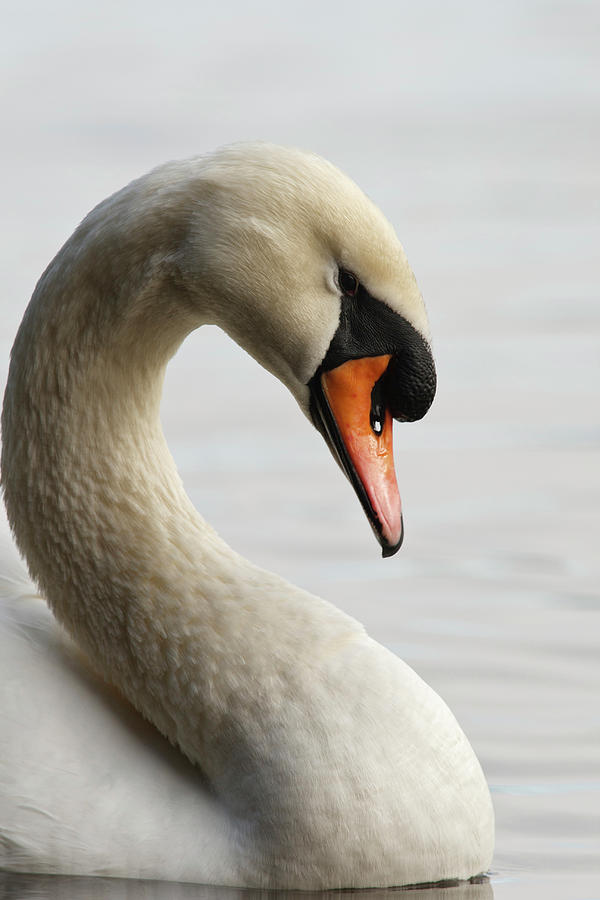 Swan Photograph - Canada, British Columbia, Vancouver #6 by Rick A Brown