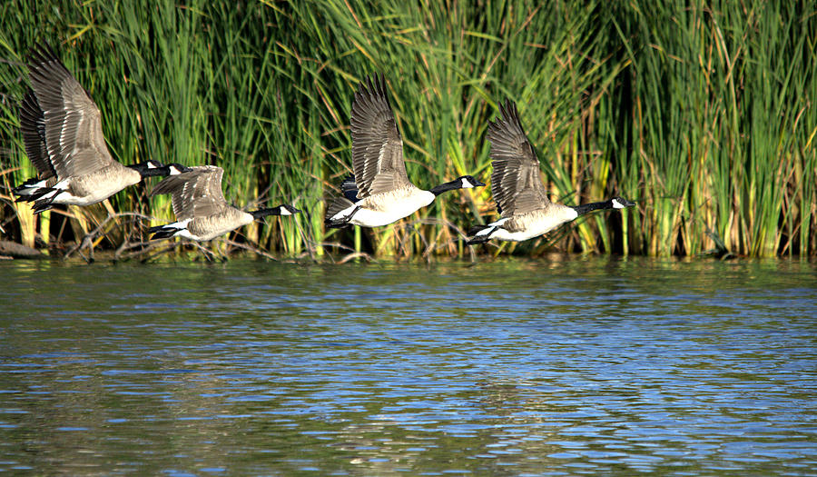 Canada Geese In Flight Photograph