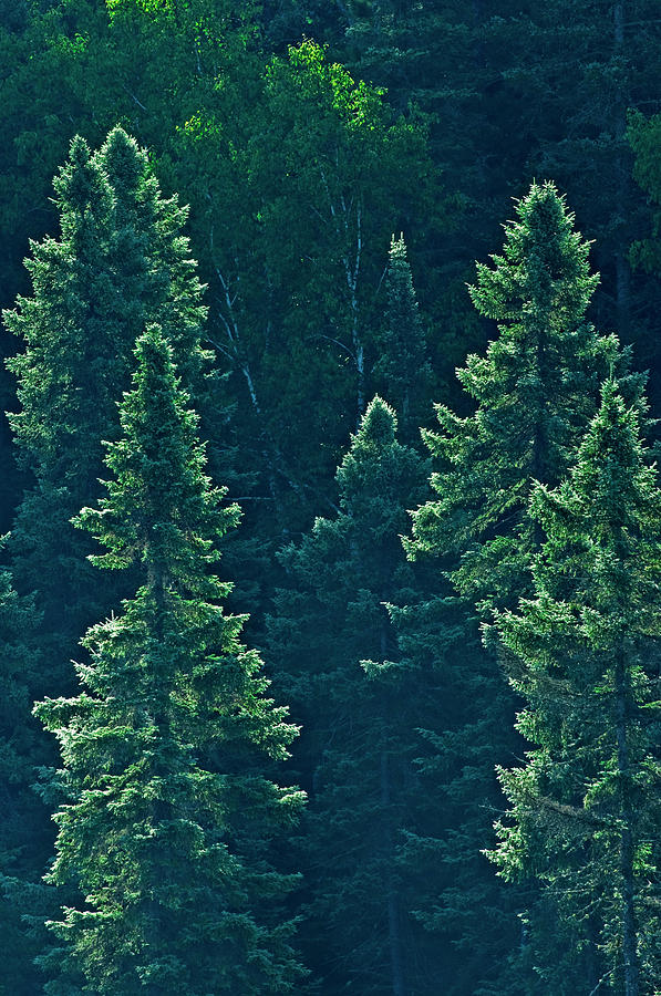 Algonquin Provincial Park Photograph - Canada, Ontario Algonquin Provincial by Jaynes Gallery Algonquin Provincial Park Photograph - Canada, Ontario Algonquin Provincial by Jaynes Gallery