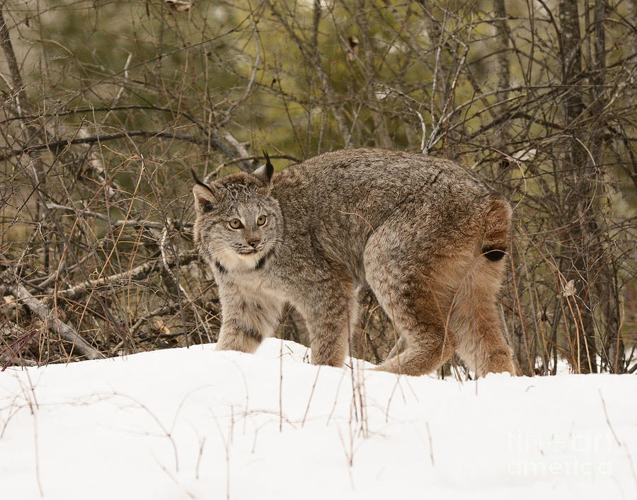 Canadian Lynx #4 Photograph by Dennis Hammer