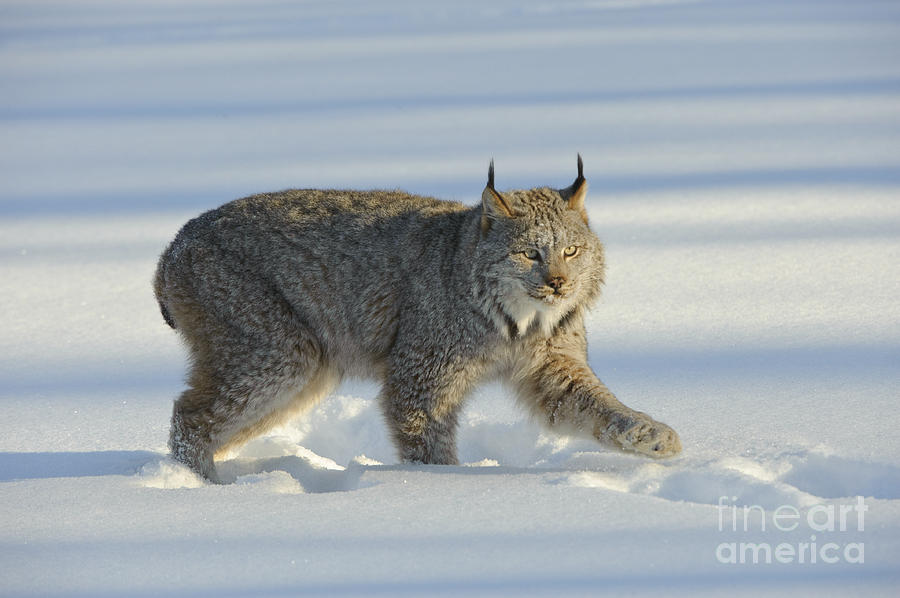 Canadian Lynx #6 Photograph by John Shaw
