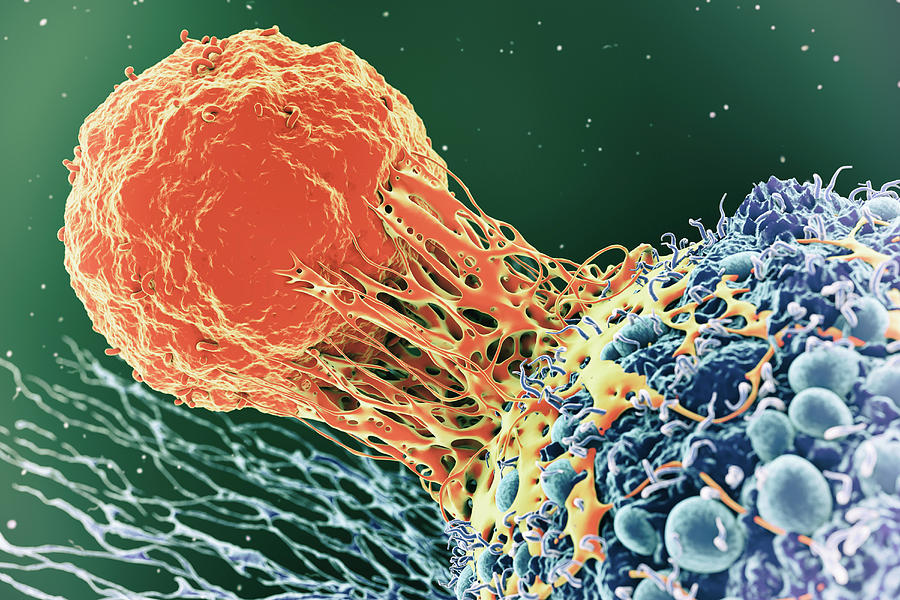 t cell vs cancer