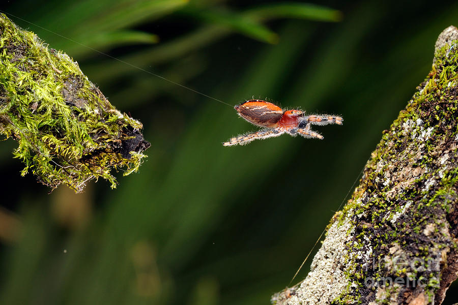 Cardinal Jumping Spider #6 Photograph by Scott Linstead