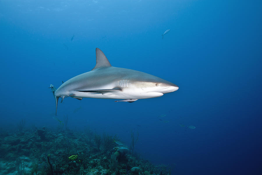 Caribbean Reef Shark #6 Photograph by Andrew J. Martinez