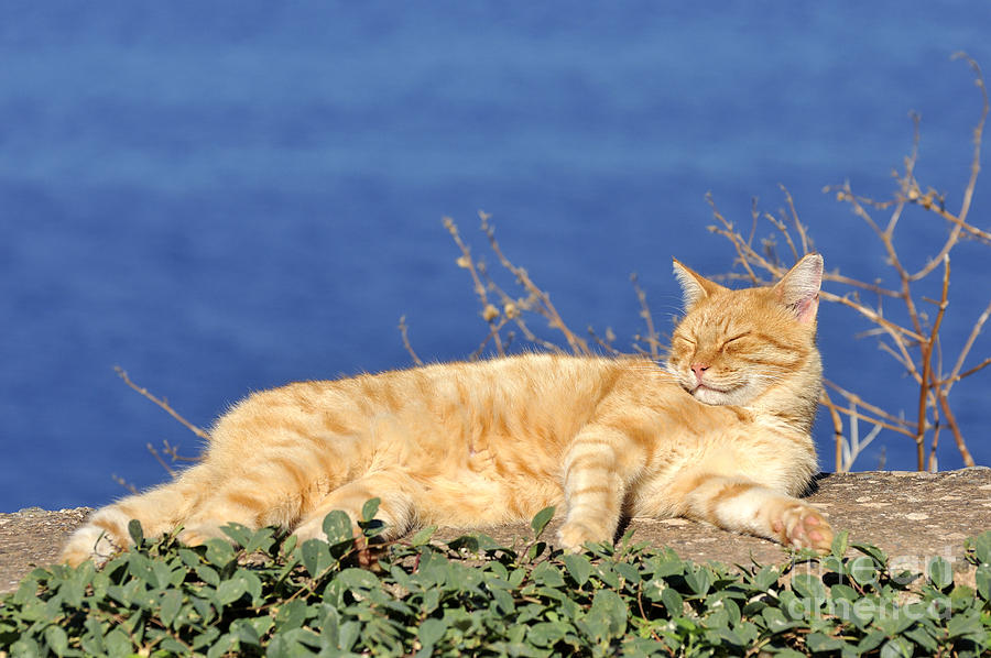 Cat in Hydra island #7 Photograph by George Atsametakis