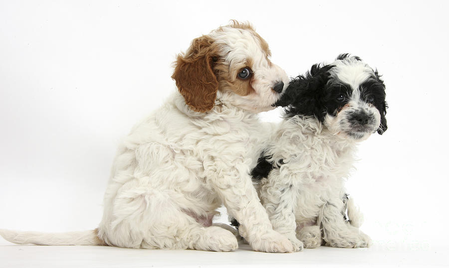 Cavapoo Puppies #6 Photograph by Mark Taylor