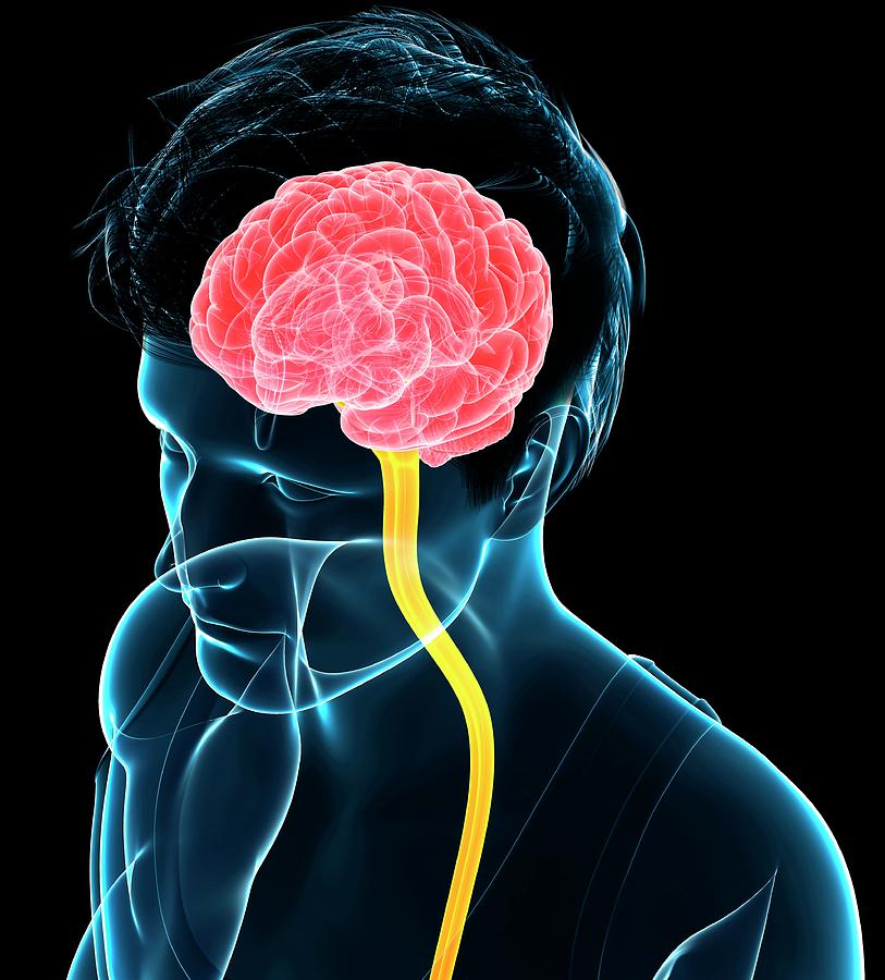 Central Nervous System #6 Photograph by Pixologicstudio/science Photo Library