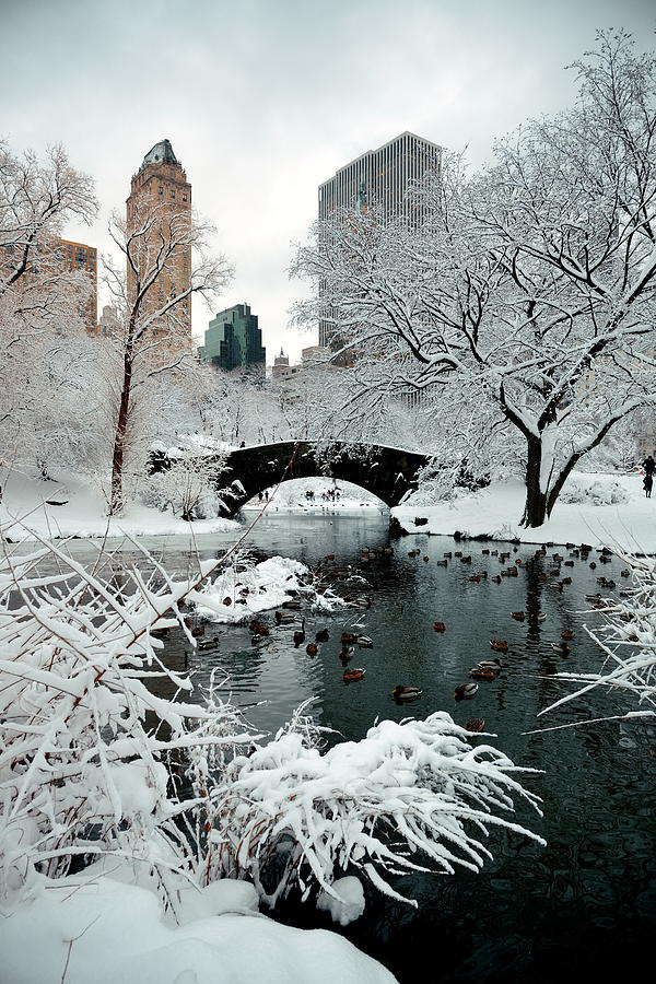 Central Park winter #6 Photograph by Songquan Deng