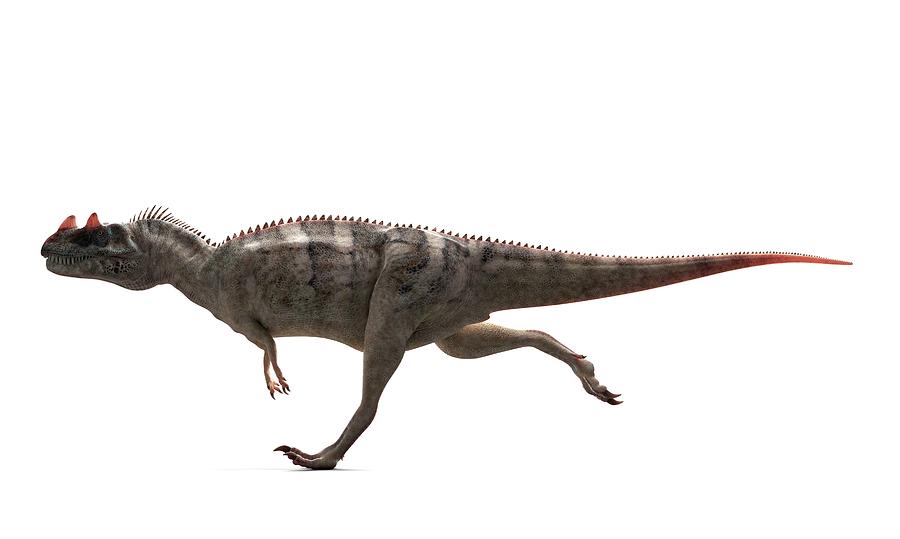 pro ceratosaurus