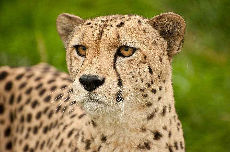 Cheetah Acinonyx Jubatus Big Cat Photograph by Matthew Gibson - Pixels