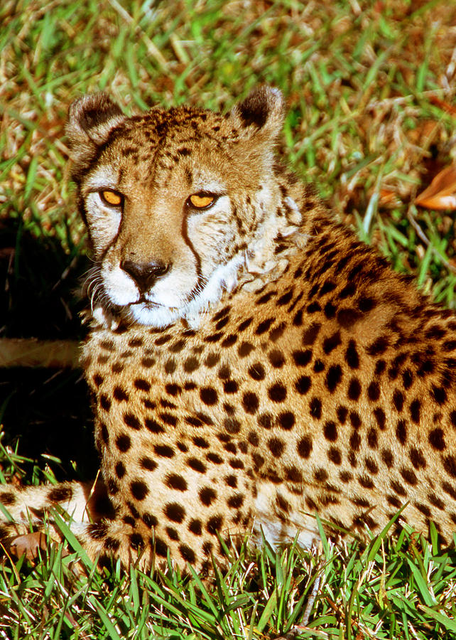 Cheetah Acinonyx Jubatus #6 Photograph by Millard H. Sharp