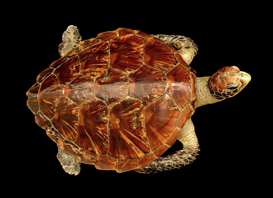 Turtle Photograph - Chelonia Mydas #6 by Natural History Museum, London