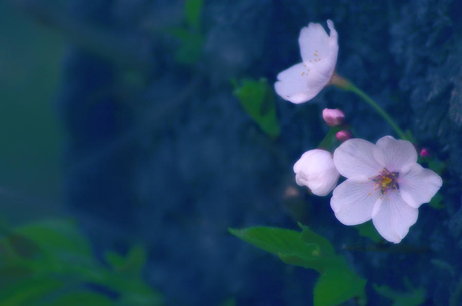 Cherry Blossom (prunus Serrulata) #6 Photograph by Science Photo Library Cherry Blossom (prunus Serrulata) #6 Photograph by Science Photo Library