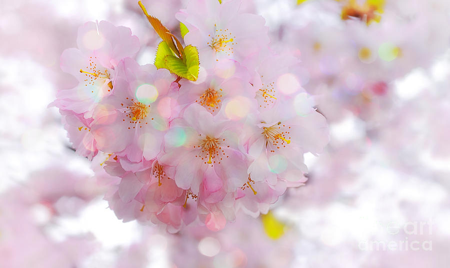 Cherry Blossoms #6 Photograph by Charline Xia