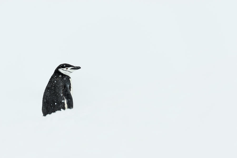 Chinstrap Penguin  Pygoscelis #6 Photograph by Deb Garside