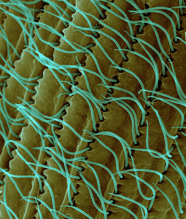 Ciliate Photograph - Ciliated Protozoan (tetrahymena Vorax) #6 by Dennis Kunkel Microscopy/science Photo Library