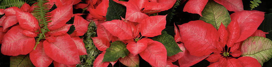 Close-up Of Poinsettia Flowers #6 Photograph by Panoramic Images