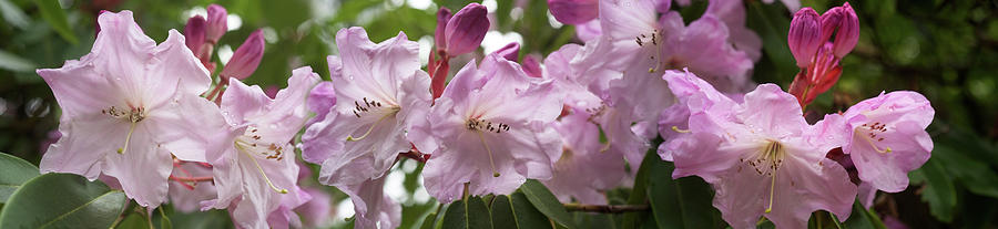 Close-up Of Rhododendron Flowers #6 Photograph by Panoramic Images