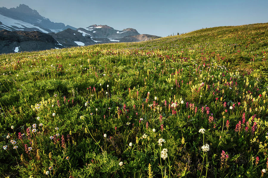 Close-up Of Wildflowers, Mount Rainier #6 Photograph by Panoramic Images