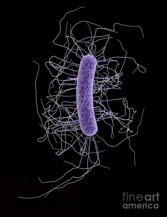 Clostridium Difficile #7 Photograph by Science Source