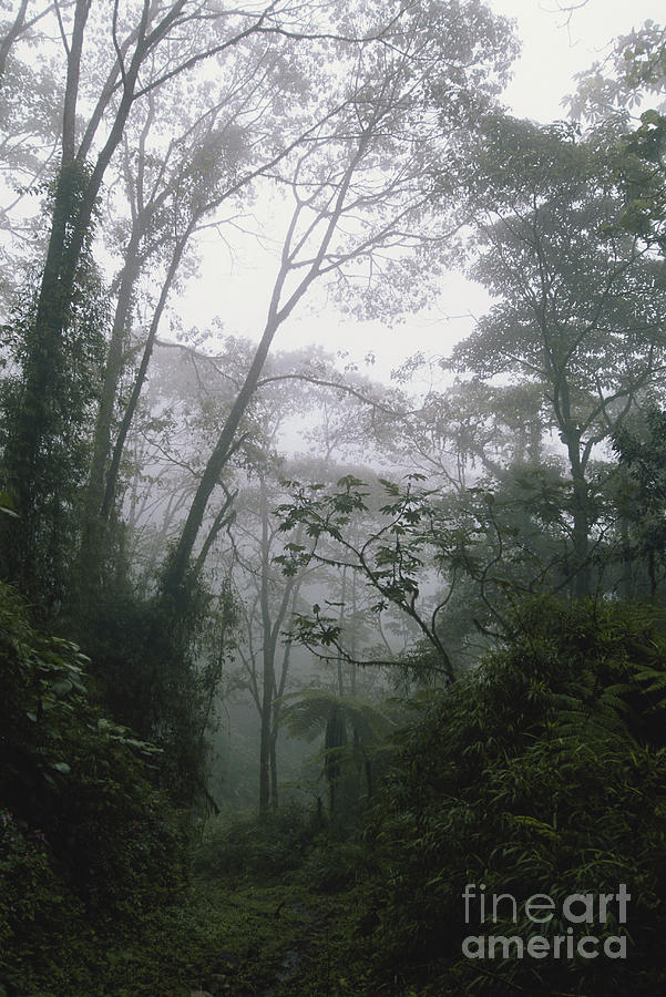 Cloud Forest, Costa Rica #6 Photograph by Gregory G. Dimijian, M.D.