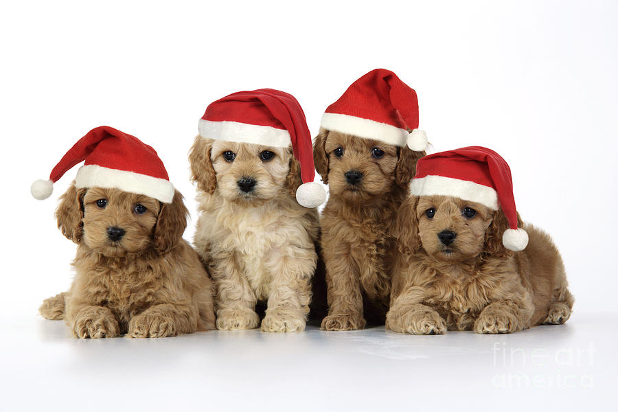 Christmas Photograph - Cockapoo Puppy Dogs #6 by John Daniels