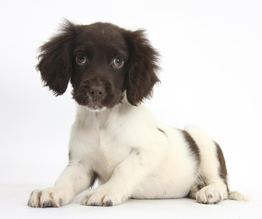 Nature Photograph - Cocker Spaniel Puppy #8 by Mark Taylor