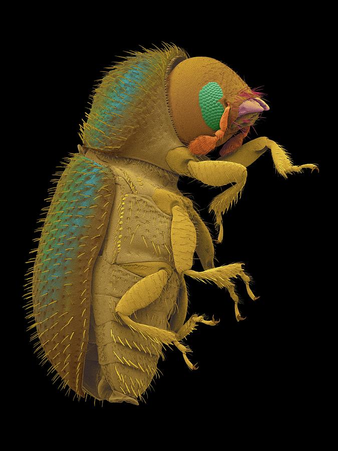 Coffee Berry Borer #6 Photograph by Dennis Kunkel Microscopy/science Photo Library