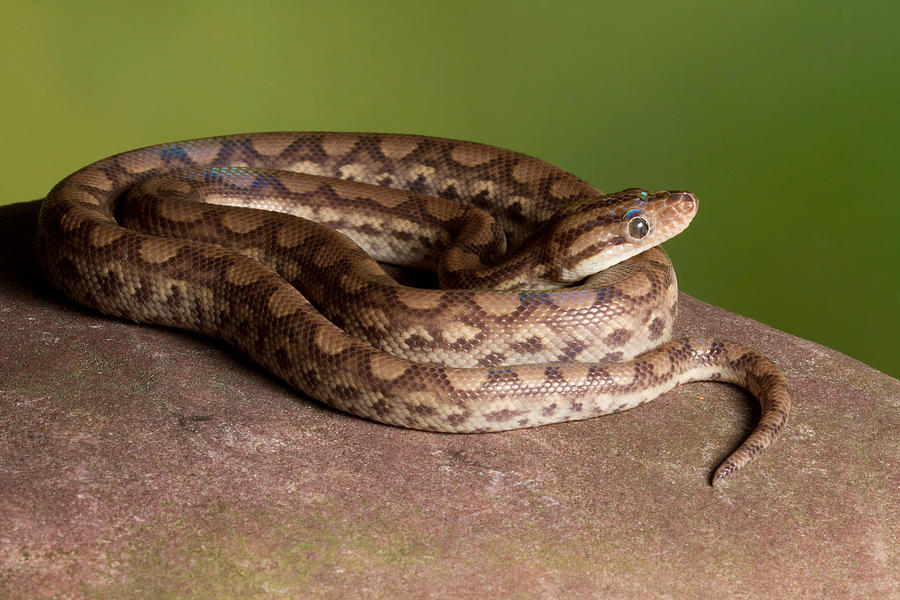 Colombian Rainbow Boa Epicrates Maurus Photograph by David Kenny - Fine ...