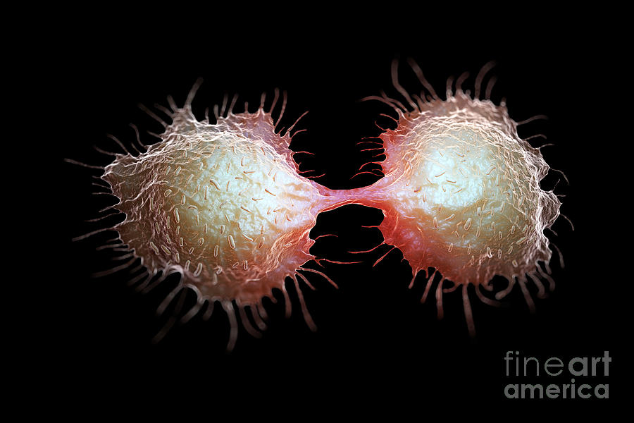 Colon Cancer Cells #6 Photograph by Science Picture Co