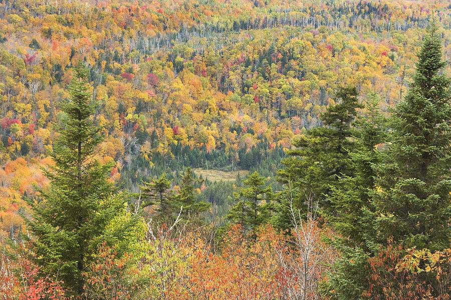 Colorful Fall Forest Near Rangeley Maine #6 Photograph by Keith Webber Jr