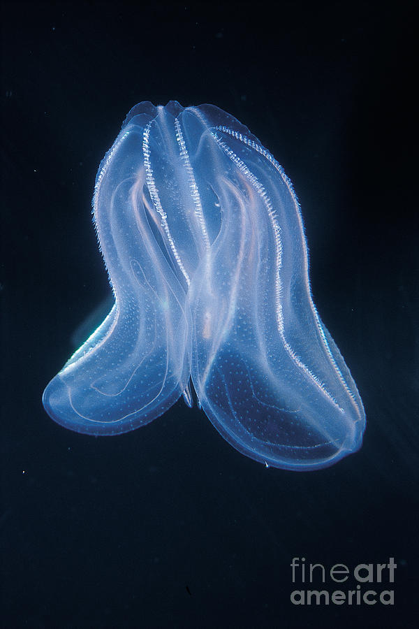 Comb Jelly #6 Photograph by Gregory G. Dimijian