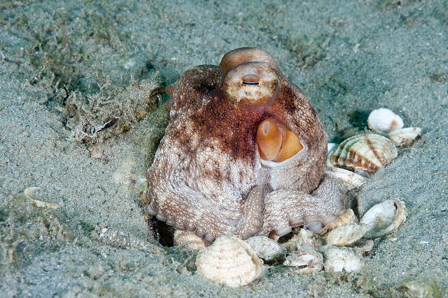 Common Octopus Photograph by Andrew J. Martinez