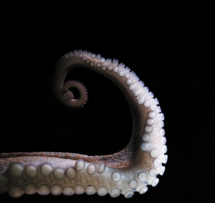 Common Octopus, Octopus Vulgaris #6 Photograph by Henrik Sorensen