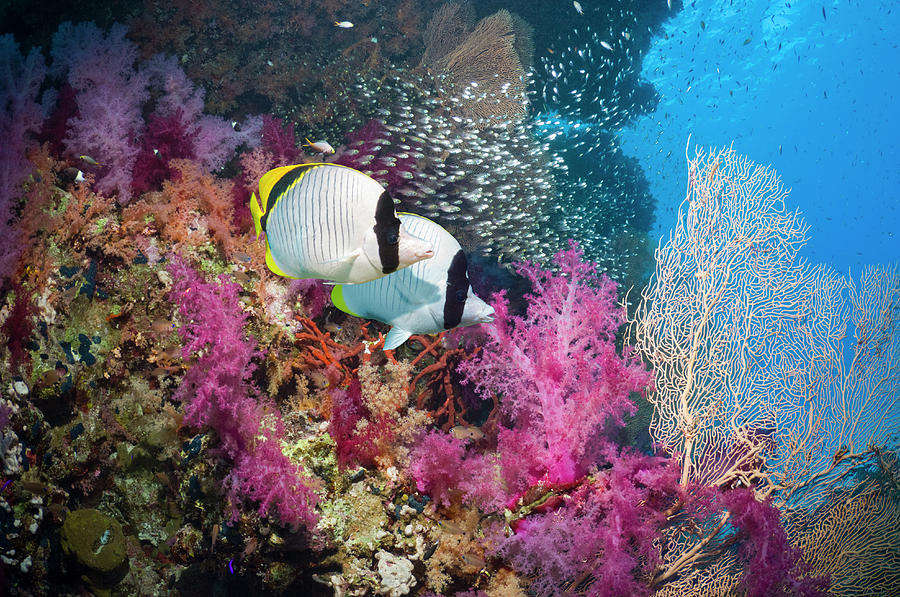 Coral Reef With Fish #6 Photograph by Georgette Douwma