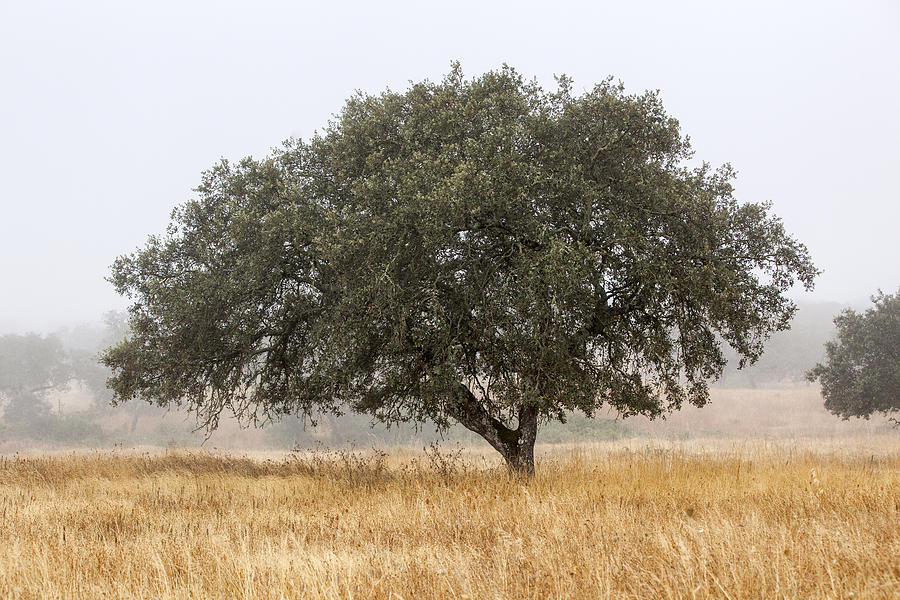 Cork Tree in Alentejo Photograph by Andre Goncalves - Fine Art America