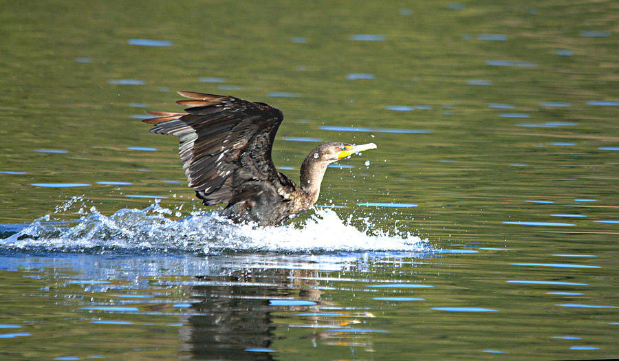 Cormorant Water Landing Photograph