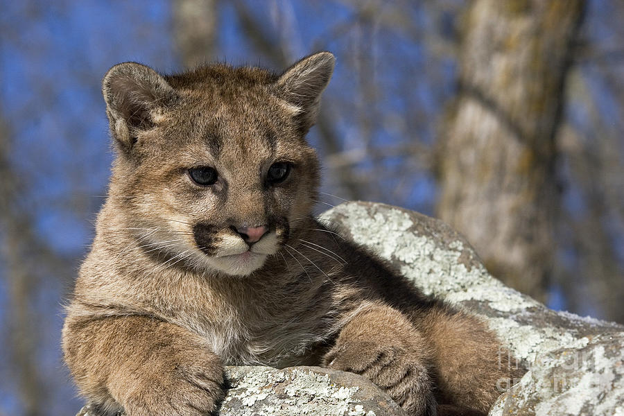 Cougar Cub Photograph By Linda Freshwaters Arndt