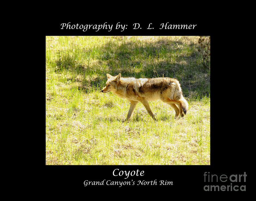 Coyote #6 Photograph by Dennis Hammer