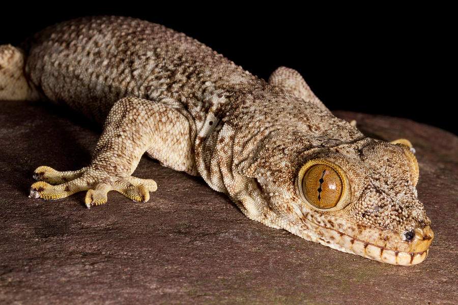 Crocodile Gecko Tarentola Mauritanica #6 Photograph by David Kenny