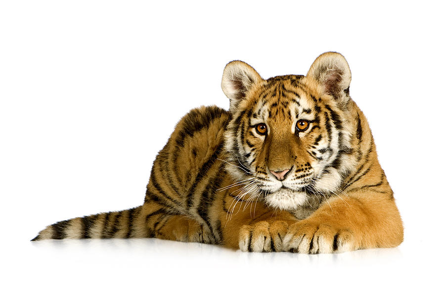 Wildlife Photograph - Cute Tiger Isolated On White Background  #6 by Wanlop Sonngam