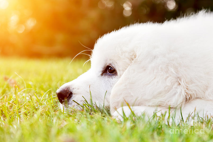 Cute white puppy dog lying on grass #6 Photograph by Michal Bednarek