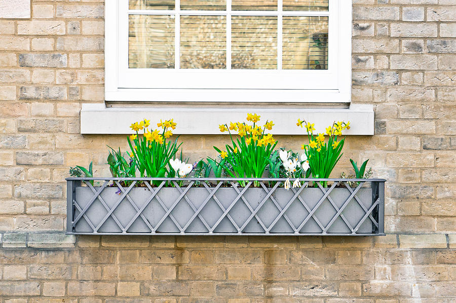 Daffodils #6 Photograph by Tom Gowanlock