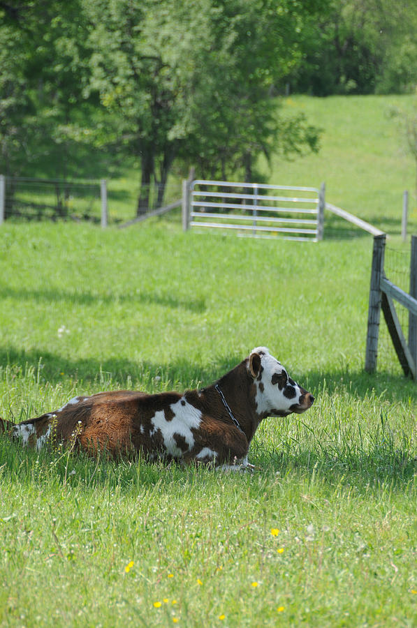 Dairy Cow #6 Photograph by Bonnie Sue Rauch