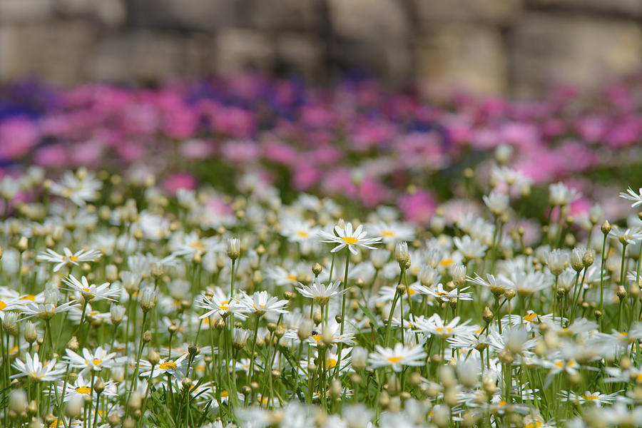 Daisies #6 Photograph by Michael Goyberg