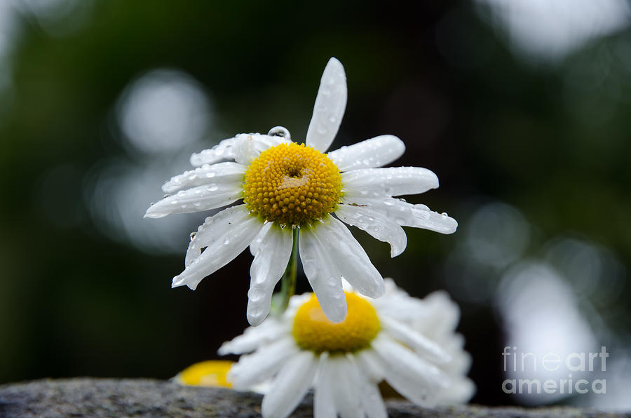Daisy flower #6 Photograph by Mats Silvan