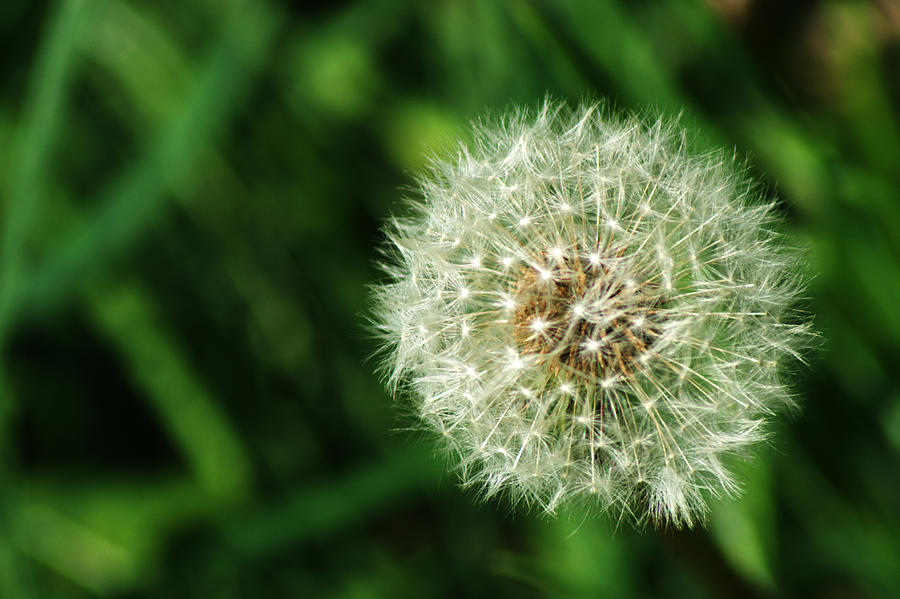 Dandelion Seed Head #6 Photograph by Chris Day